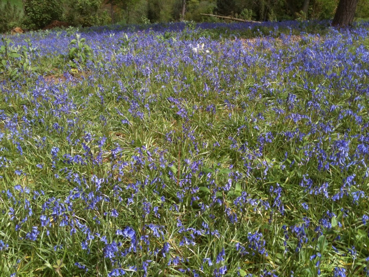 Bluebells (2)